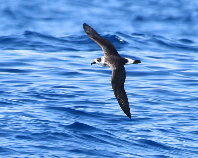 Black-capped Petrel