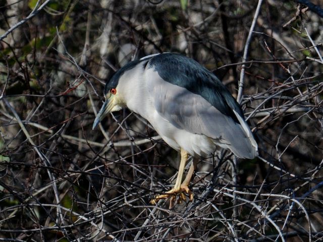 Black-crowned Night-Herons