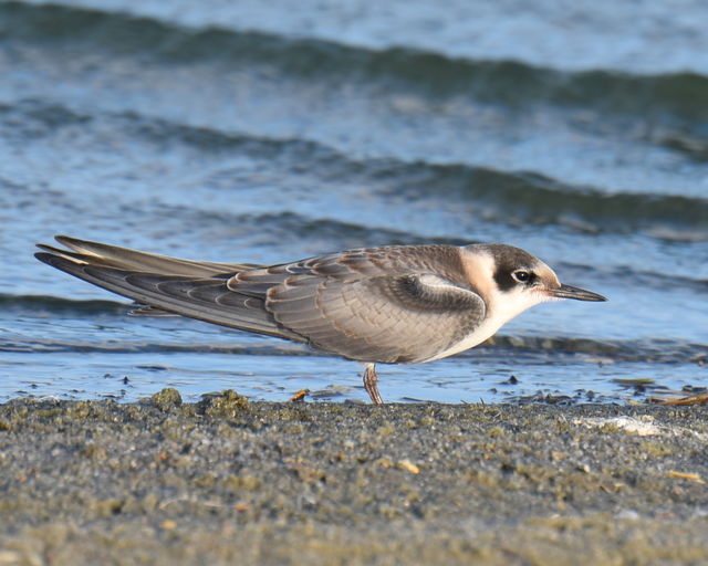 Black Tern