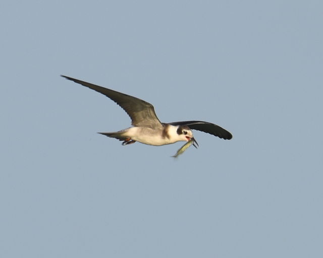 Black Tern