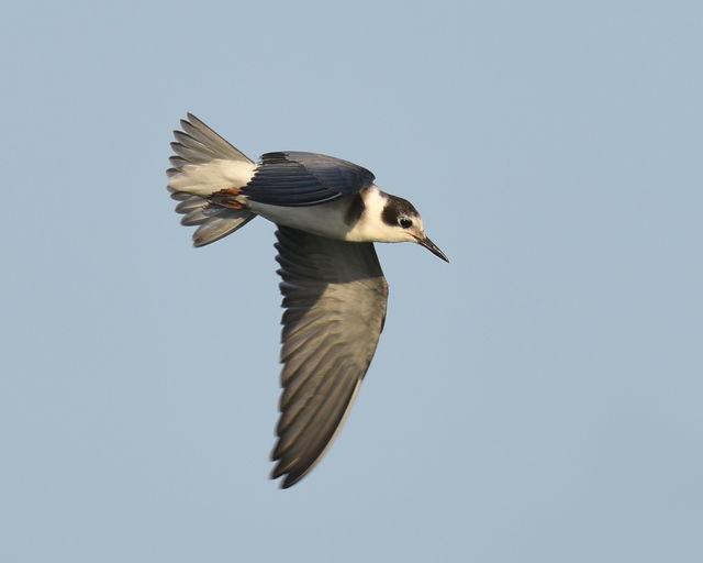 Black Tern