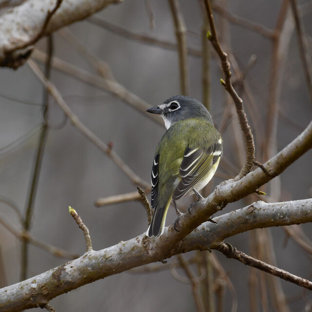 Blue-headed Vireo