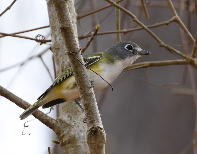 Blue-headed Vireo