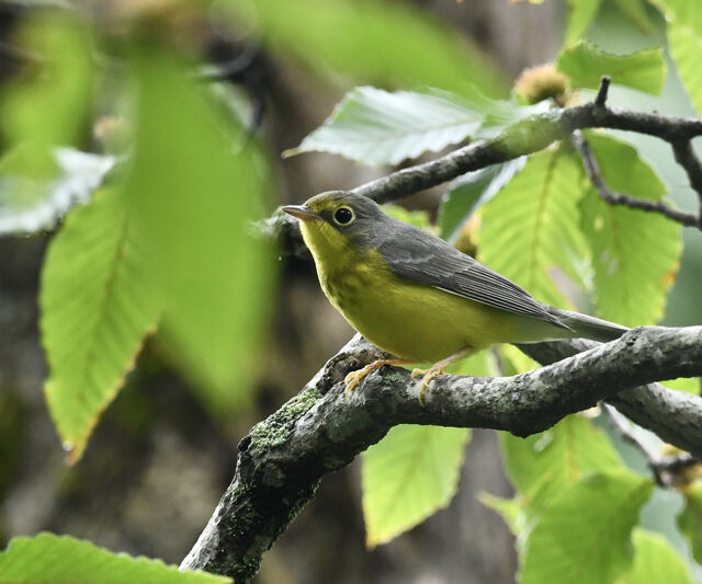 Canada Warbler