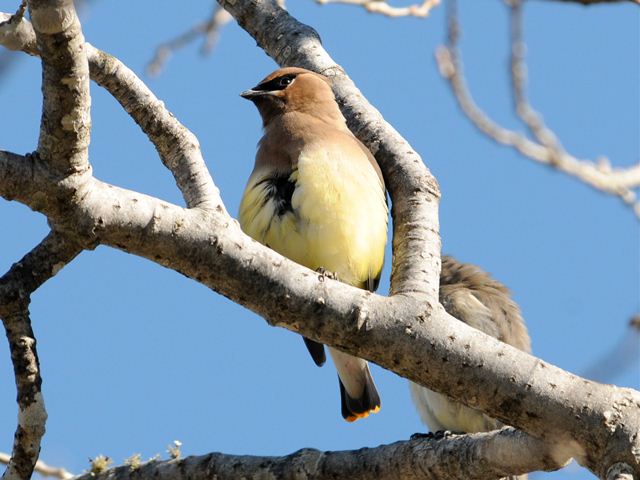 Cedar Waxwings