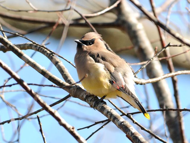 Cedar Waxwings