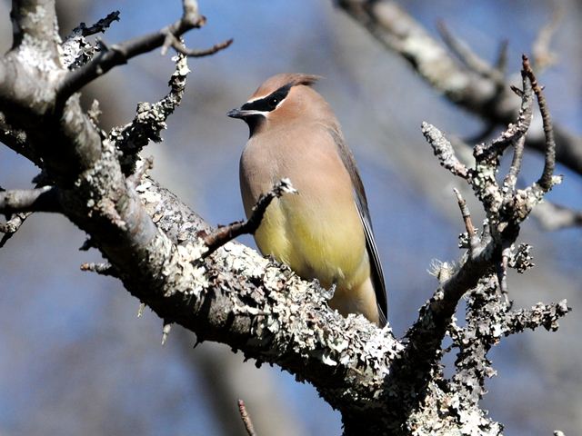 Cedar Waxwings