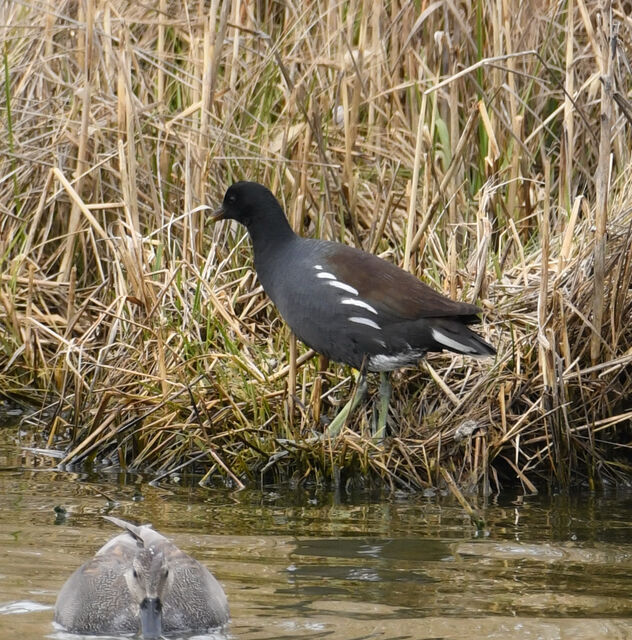 Common Gallinule