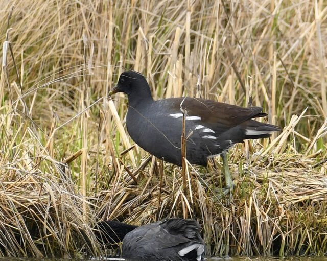 Common Gallinule