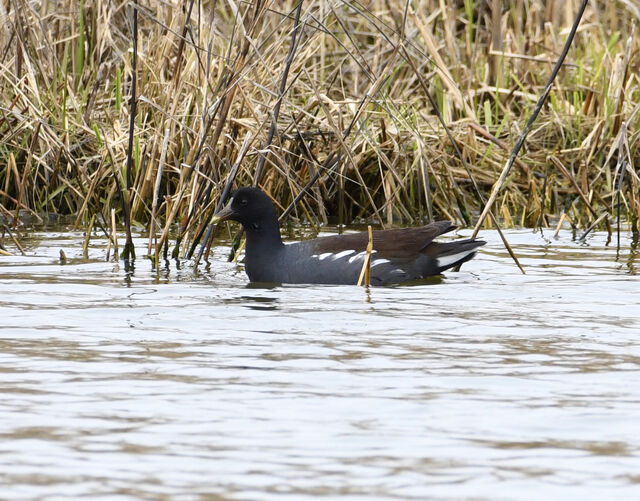 Common Gallinule