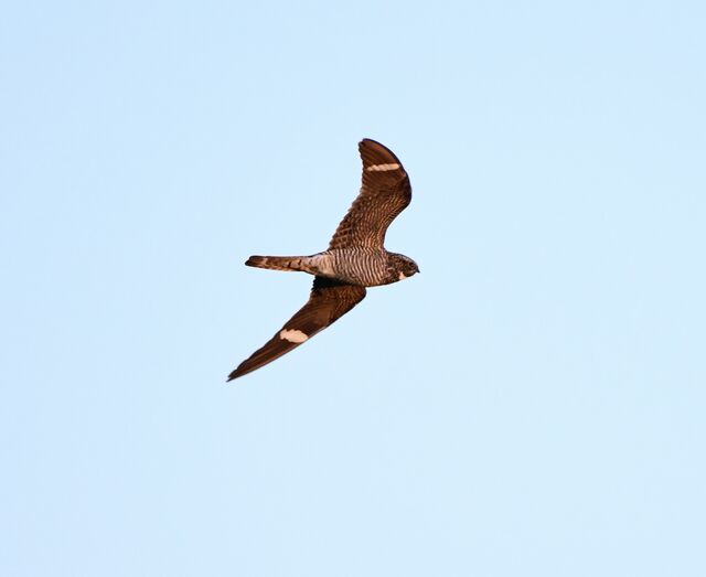 Common Nighthawk