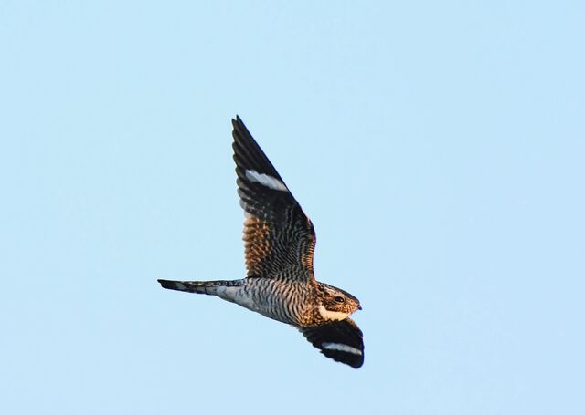 Common Nighthawk