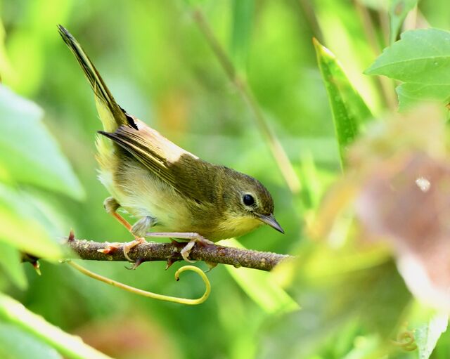 Common Yellowthroat