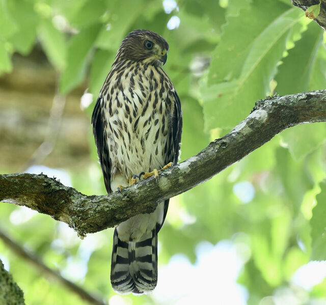 Cooper's Hawk