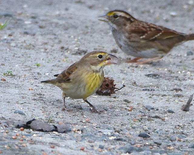 Dickcissel