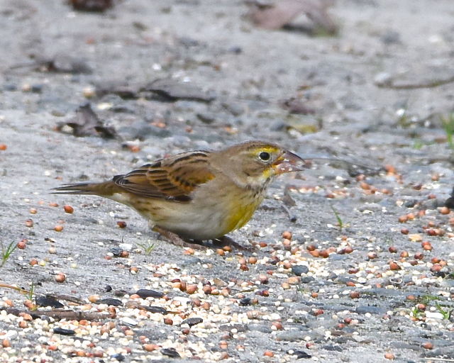 Dickcissel