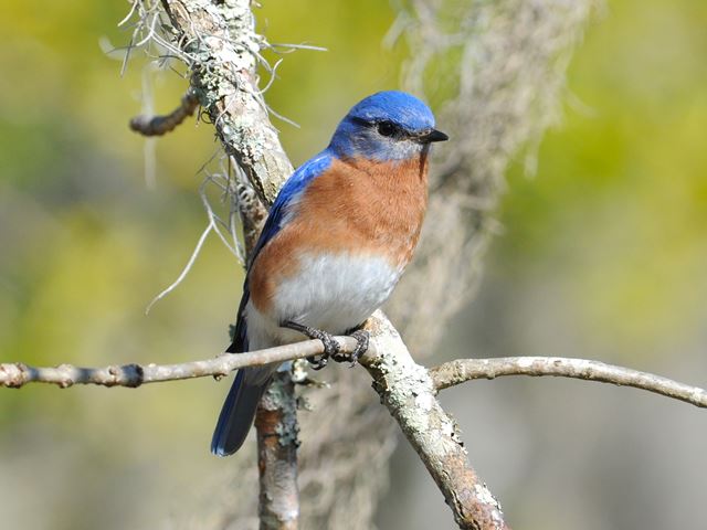 Eastern Bluebird