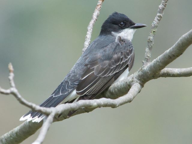 Eastern Kingbird