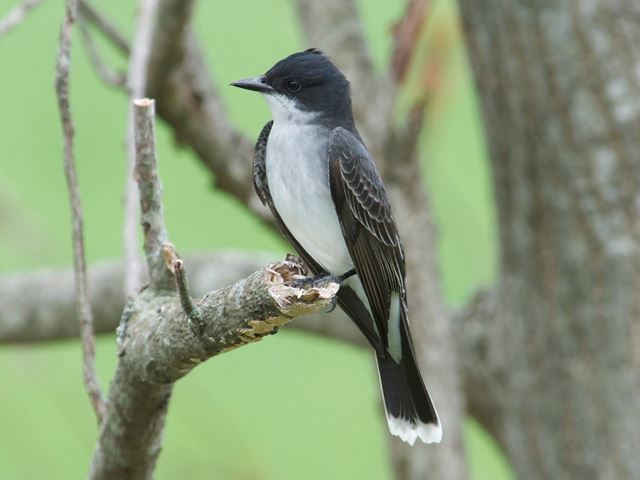 Eastern Kingbird