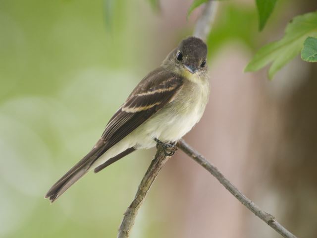 Eastern Wood-Pewee