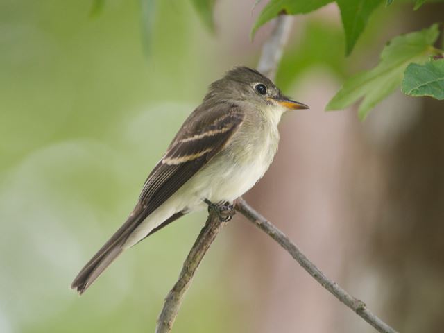 Eastern Wood-Pewee