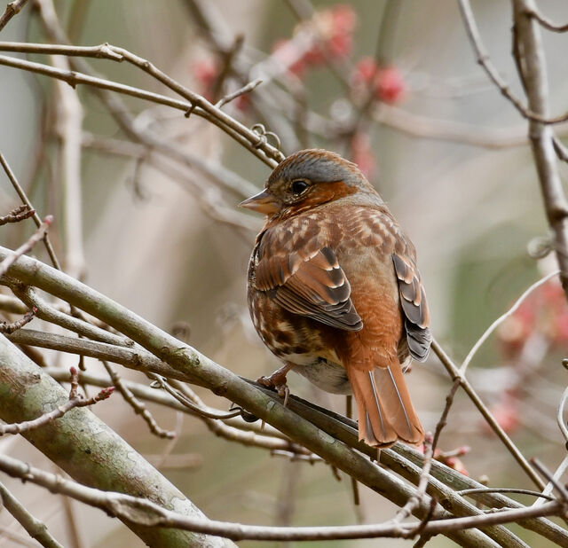 Fox Sparrow