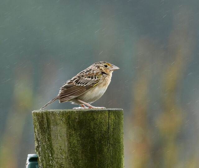 Grasshopper Sparrow