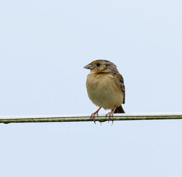 Grasshopper Sparrow