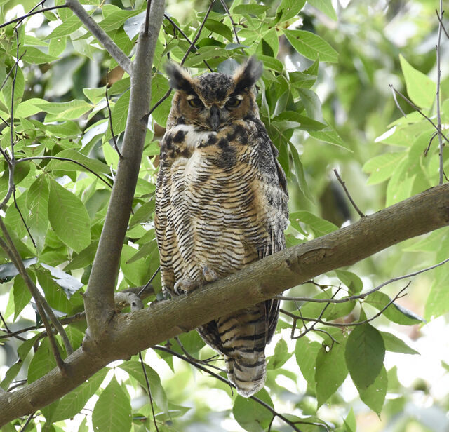 Great Horned Owl