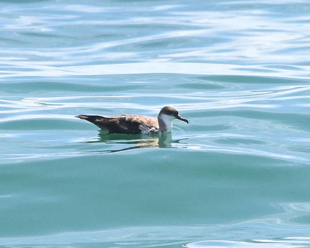 Great Shearwater