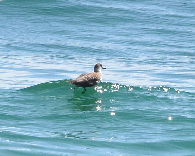 Great Shearwater