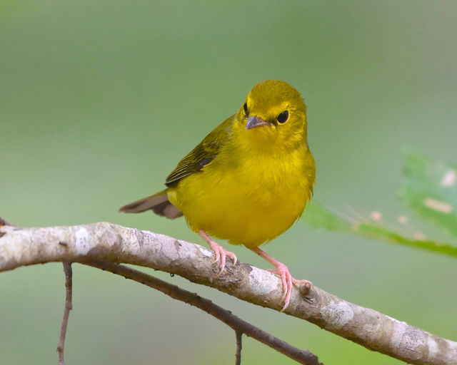 Hooded Warbler