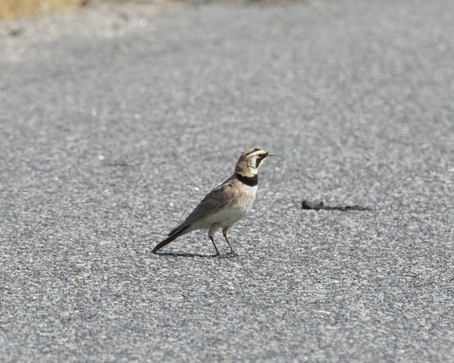 Horned Lark