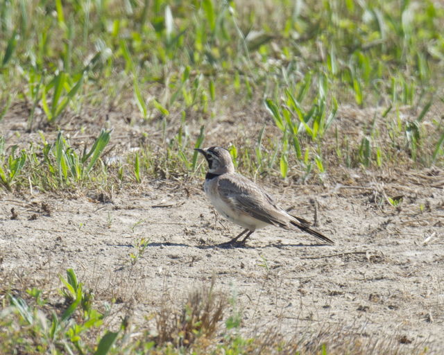 Horned Lark