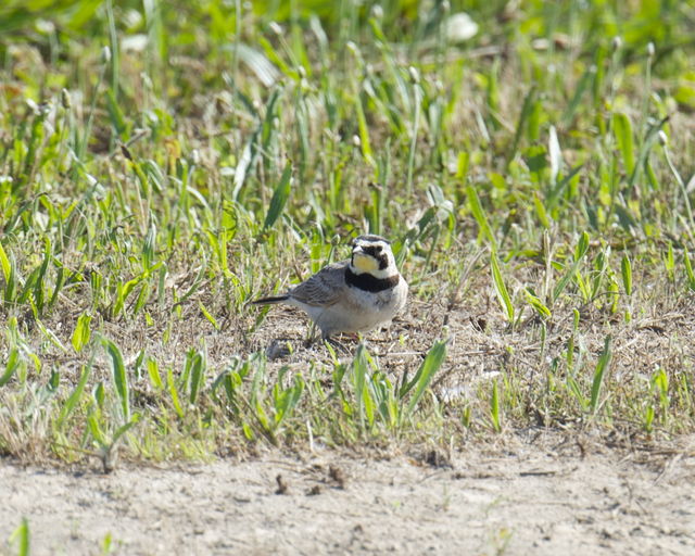 Horned Lark