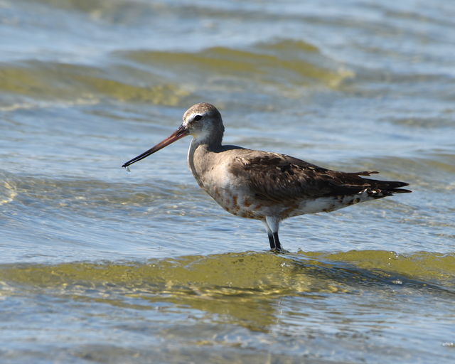 Hudsonian Godwit