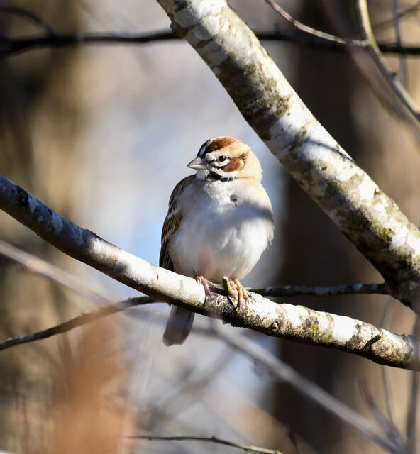 Lark Sparrow