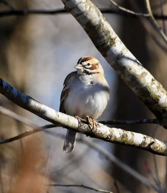 Lark Sparrow