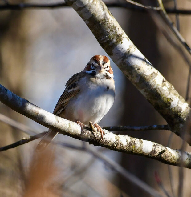 Lark Sparrow