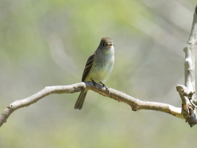 Least Flycatchers