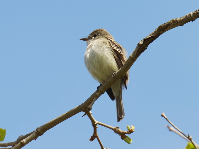 Least Flycatchers