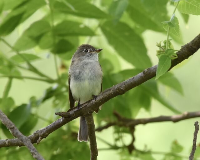 Least Flycatcher