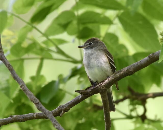 Least Flycatcher