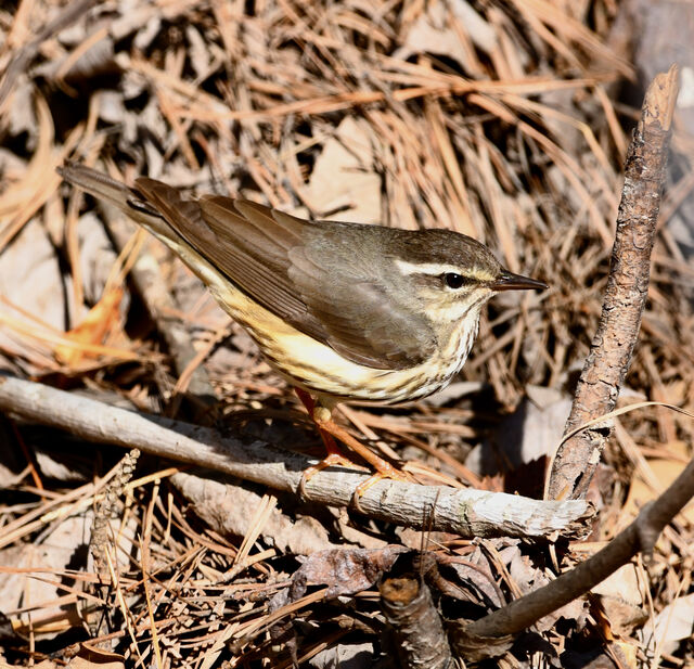 Louisiana Waterthrush