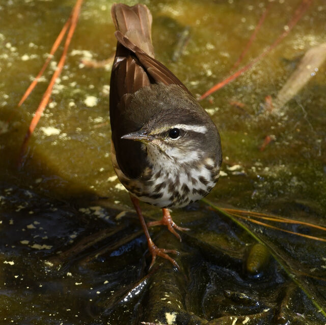 Louisiana Waterthrush