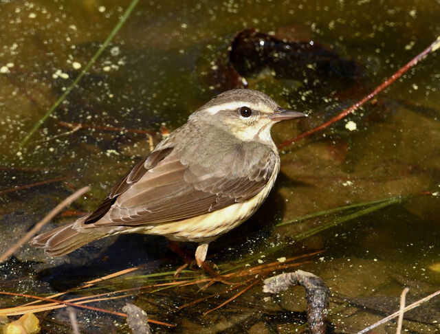 Louisiana Waterthrush