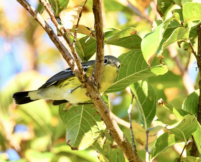 Magnolia Warbler