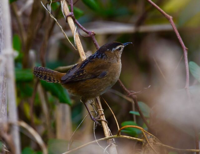 Marsh Wren