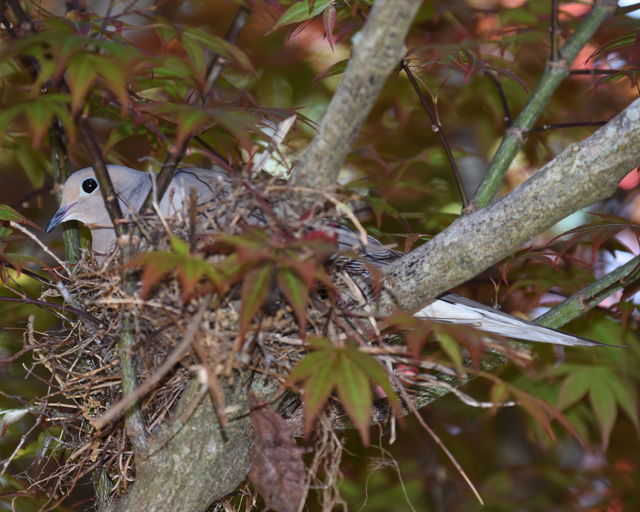 Mourning Dove