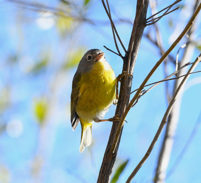 Nashville Warbler